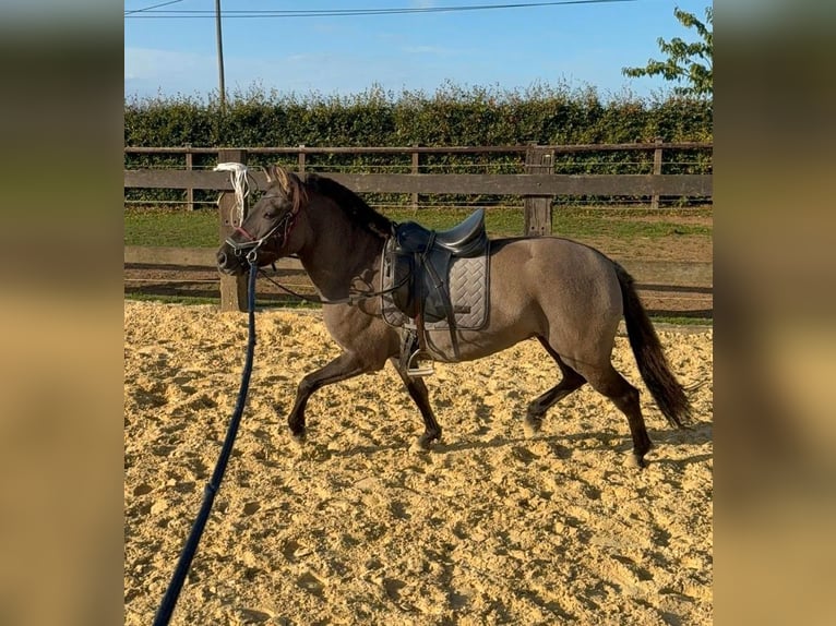 Plus de poneys/petits chevaux Jument 3 Ans 143 cm Grullo in Daleiden