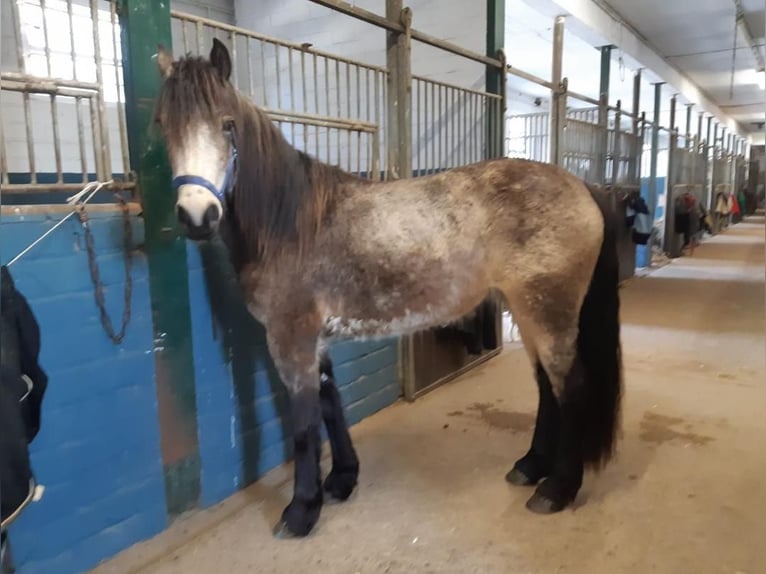 Plus de poneys/petits chevaux Jument 3 Ans 144 cm Gris (bai-dun) in Euskirchen