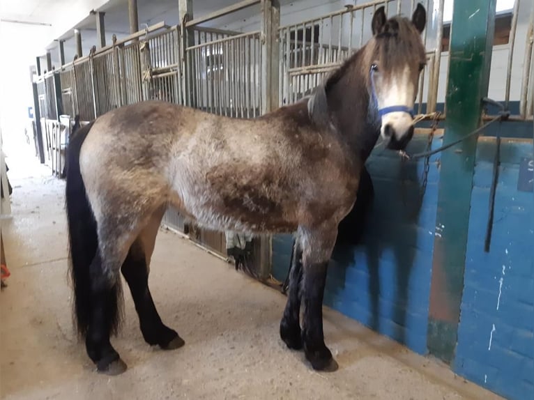 Plus de poneys/petits chevaux Jument 3 Ans 144 cm Gris (bai-dun) in Euskirchen