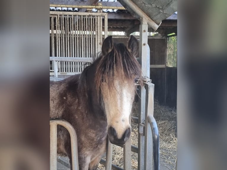 Plus de poneys/petits chevaux Jument 3 Ans 144 cm Gris (bai-dun) in Euskirchen