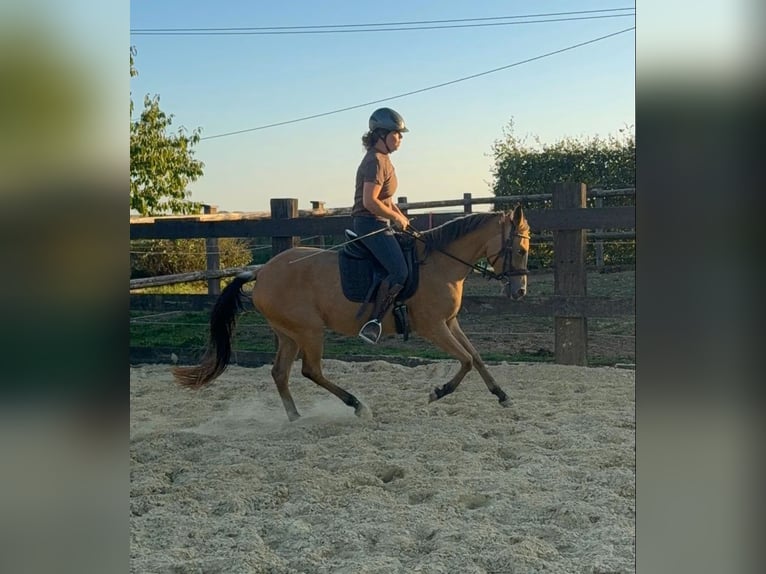 Plus de poneys/petits chevaux Jument 3 Ans 147 cm Buckskin in Daleiden