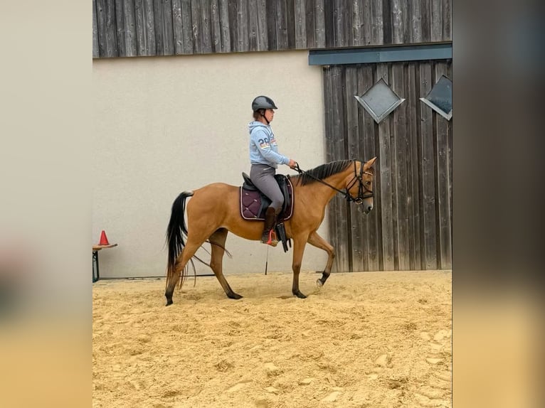 Plus de poneys/petits chevaux Jument 3 Ans 147 cm Buckskin in Daleiden