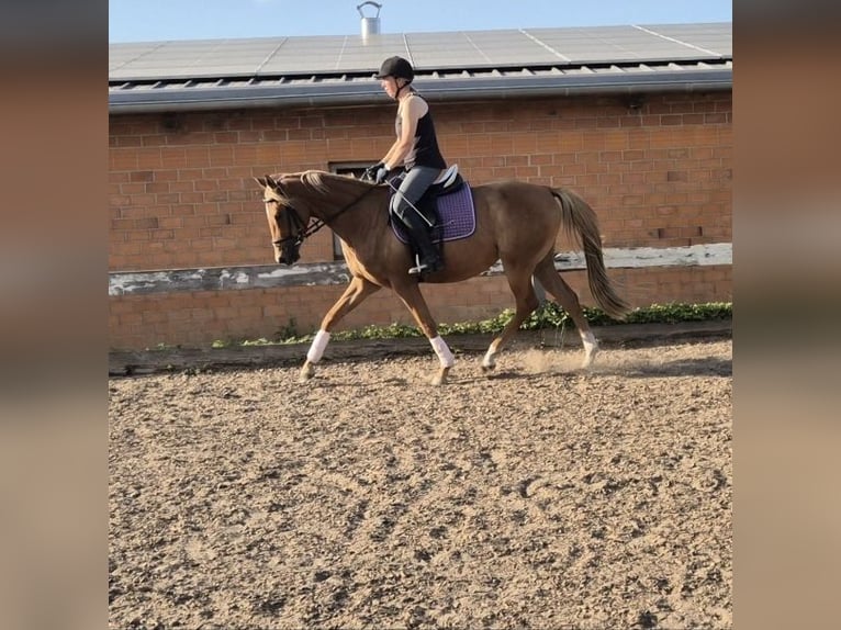 Plus de poneys/petits chevaux Jument 3 Ans 153 cm Alezan in Ruhwinkel