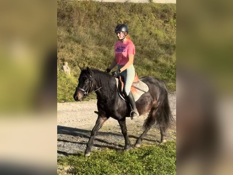 Plus de poneys/petits chevaux Jument 3 Ans  in Stainz