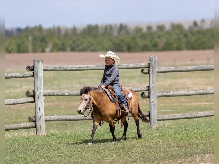 Plus de poneys/petits chevaux Jument 4 Ans 107 cm Buckskin in Nevis, MN