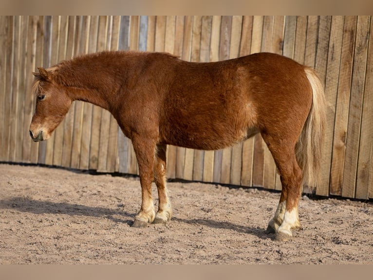 Plus de poneys/petits chevaux Jument 4 Ans 109 cm Alezan cuivré in Rigby