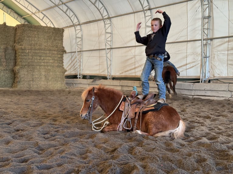 Plus de poneys/petits chevaux Jument 4 Ans 109 cm Alezan cuivré in Rigby