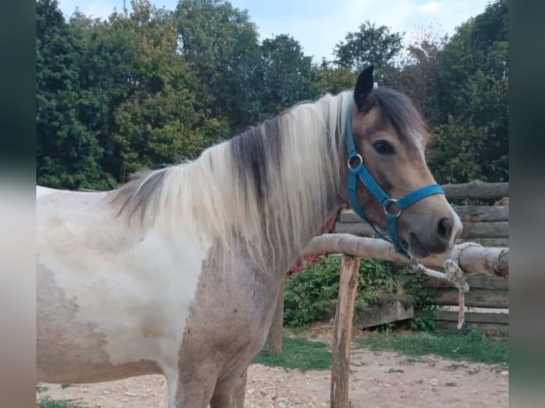 Plus de poneys/petits chevaux Jument 4 Ans 123 cm Pinto in Rechnitz