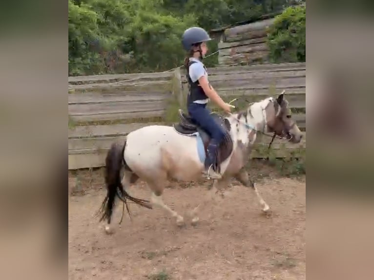 Plus de poneys/petits chevaux Jument 4 Ans 123 cm Pinto in Rechnitz