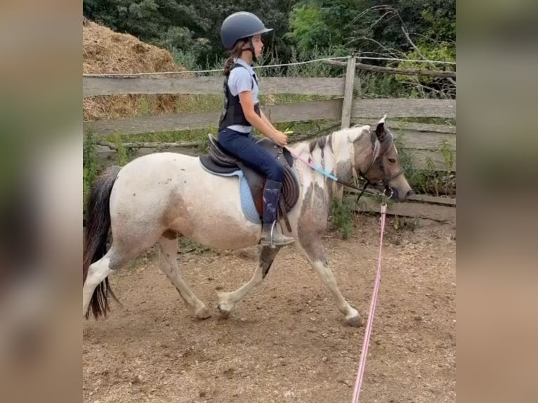 Plus de poneys/petits chevaux Jument 4 Ans 123 cm Pinto in Rechnitz