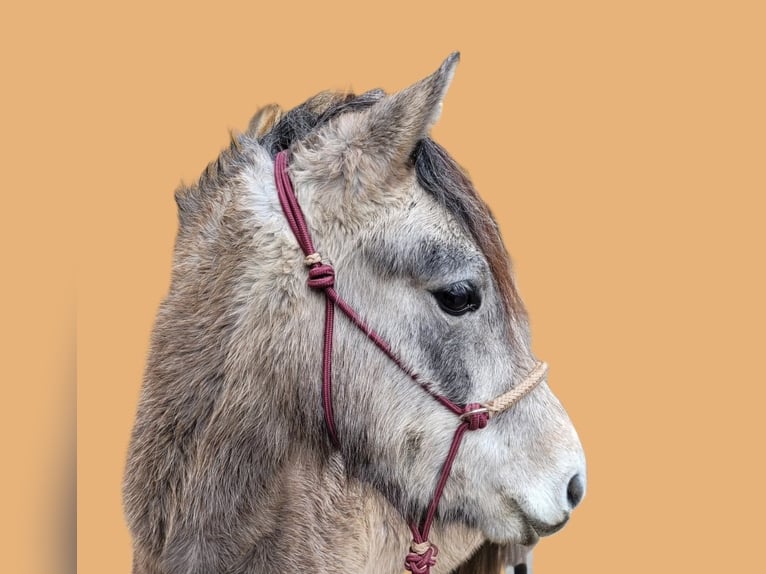 Plus de poneys/petits chevaux Jument 4 Ans 125 cm Gris (bai-dun) in Eggermühlen