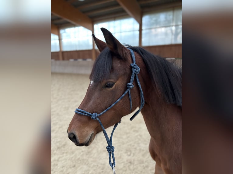 Plus de poneys/petits chevaux Jument 4 Ans 128 cm Alezan brûlé in Dorfbeuern