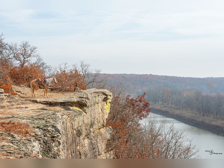 Plus de poneys/petits chevaux Jument 4 Ans 135 cm Palomino in Weaubleau
