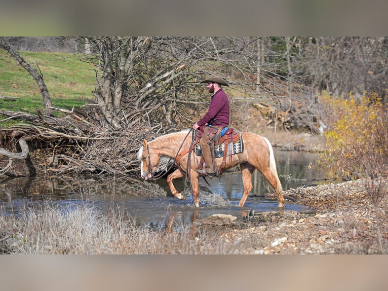 Plus de poneys/petits chevaux Jument 4 Ans 135 cm Palomino in Weaubleau
