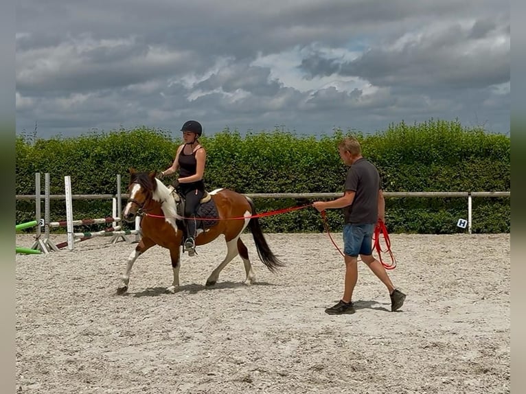 Plus de poneys/petits chevaux Jument 4 Ans 135 cm Pinto in Neustadt (Wied)