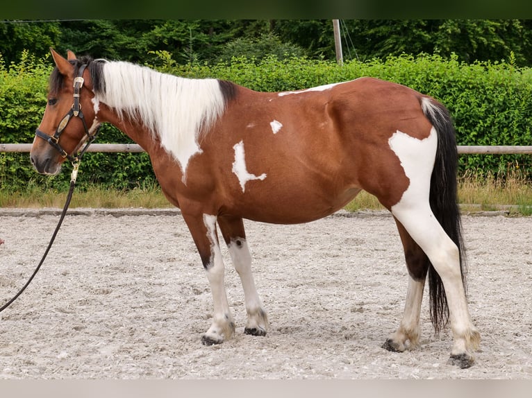 Plus de poneys/petits chevaux Jument 4 Ans 135 cm Pinto in Neustadt (Wied)