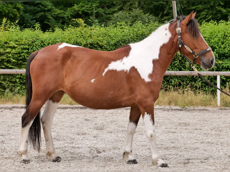 Plus de poneys/petits chevaux Jument 4 Ans 135 cm Pinto in Neustadt (Wied)