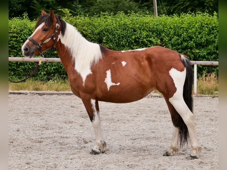 Plus de poneys/petits chevaux Jument 4 Ans 135 cm Pinto in Neustadt (Wied)