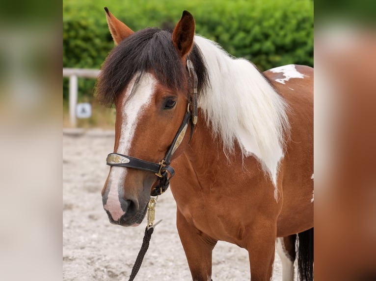 Plus de poneys/petits chevaux Jument 4 Ans 135 cm Pinto in Neustadt (Wied)