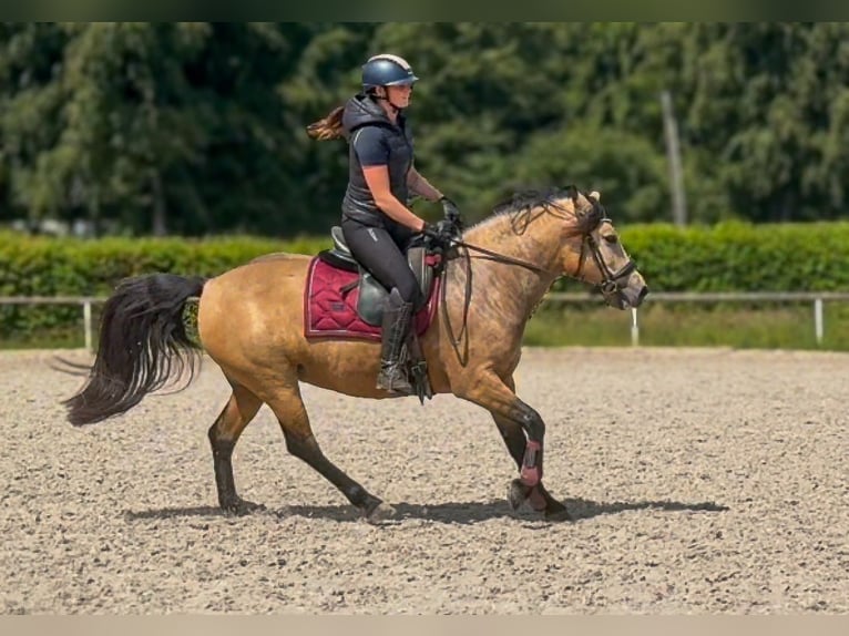 Plus de poneys/petits chevaux Jument 4 Ans 138 cm Isabelle in Neustadt (Wied)