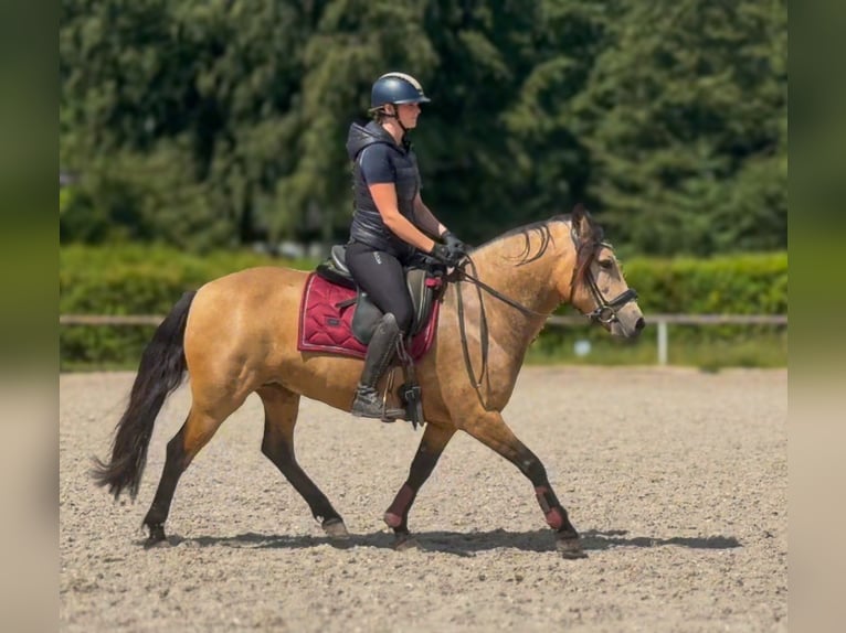 Plus de poneys/petits chevaux Jument 4 Ans 138 cm Isabelle in Neustadt (Wied)