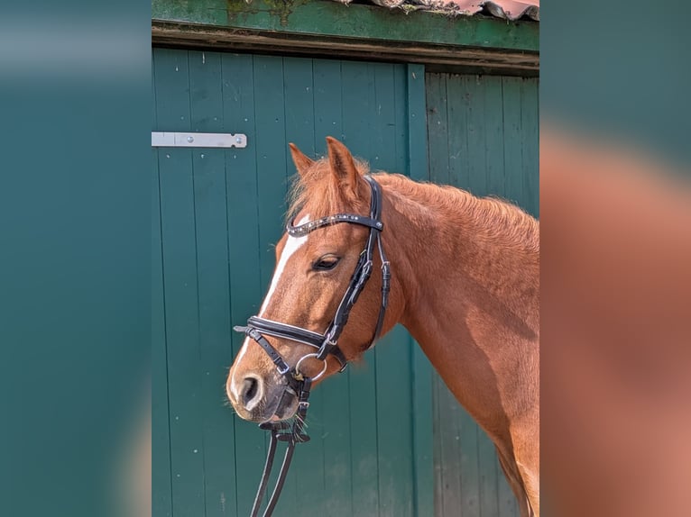 Plus de poneys/petits chevaux Jument 4 Ans 140 cm Alezan in Stade