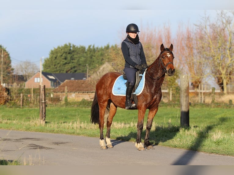 Plus de poneys/petits chevaux Jument 4 Ans 140 cm Bai in Bogaarden