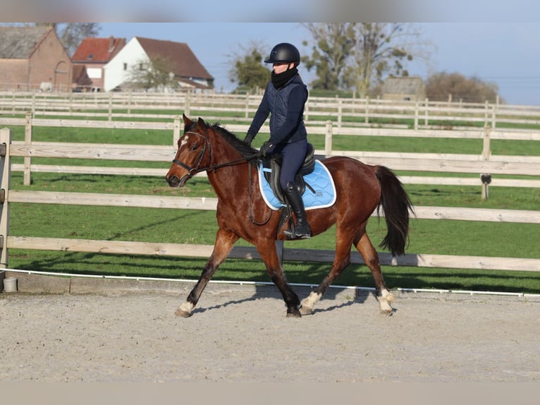 Plus de poneys/petits chevaux Jument 4 Ans 140 cm Bai in Bogaarden