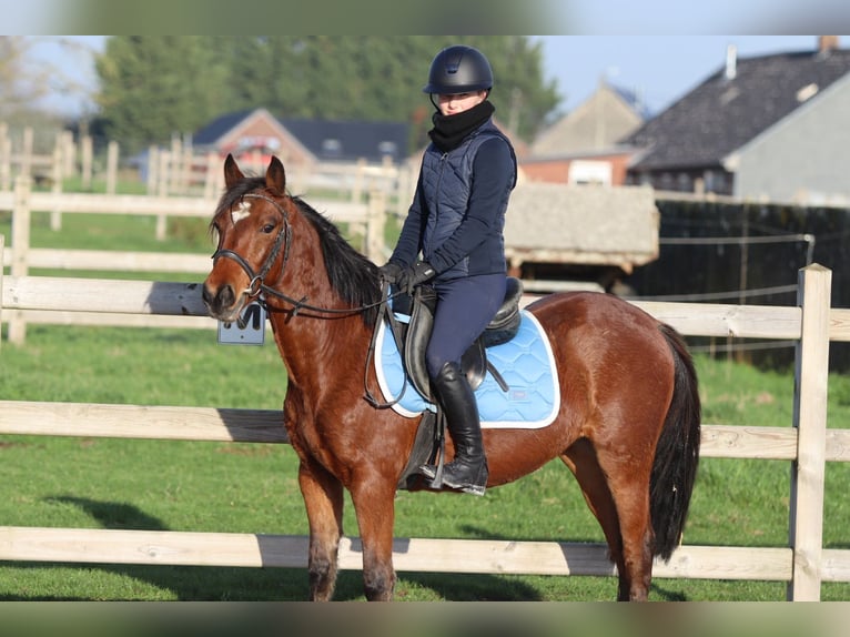 Plus de poneys/petits chevaux Jument 4 Ans 140 cm Bai in Bogaarden