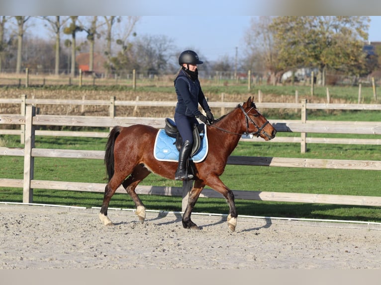 Plus de poneys/petits chevaux Jument 4 Ans 140 cm Bai in Bogaarden