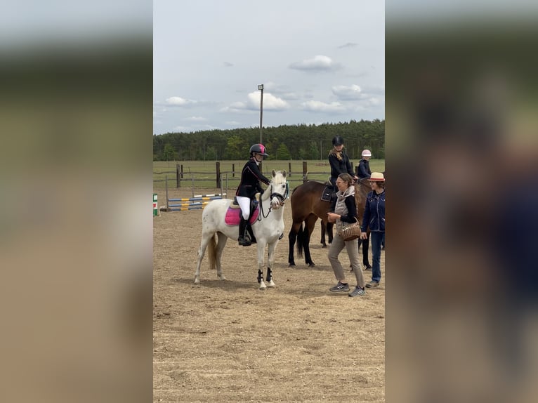 Plus de poneys/petits chevaux Jument 4 Ans 140 cm Léopard in Lubin