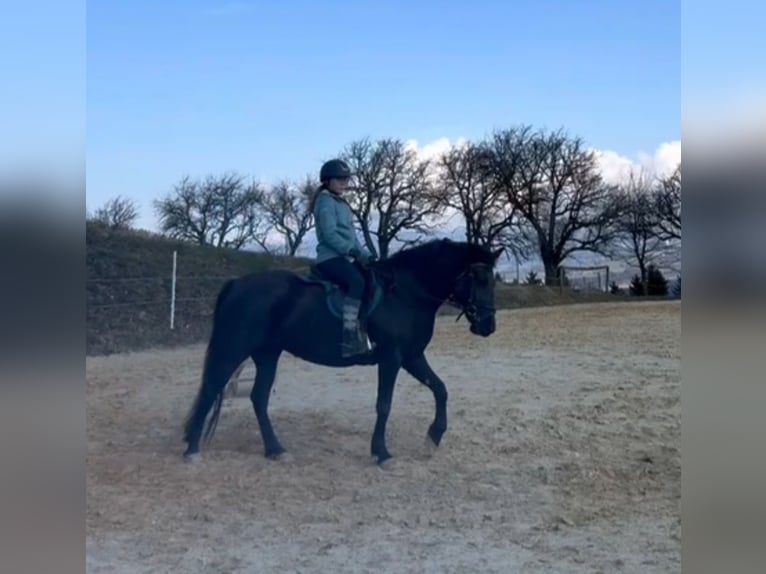 Plus de poneys/petits chevaux Jument 4 Ans 142 cm Noir in Rechnitz