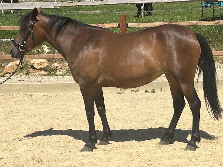 Plus de poneys/petits chevaux Jument 4 Ans 144 cm Bai in Ursensollen