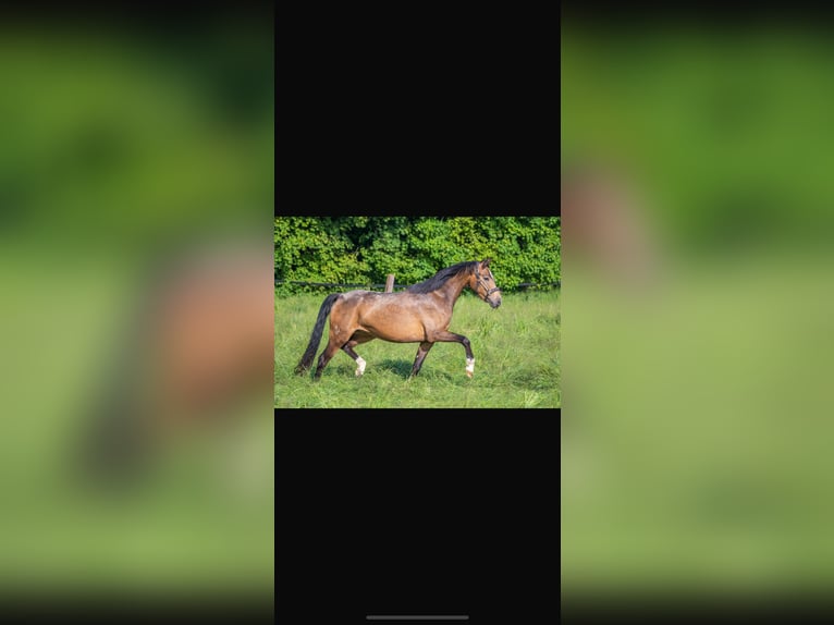 Plus de poneys/petits chevaux Jument 4 Ans 146 cm Buckskin in Gelsenkirchen
