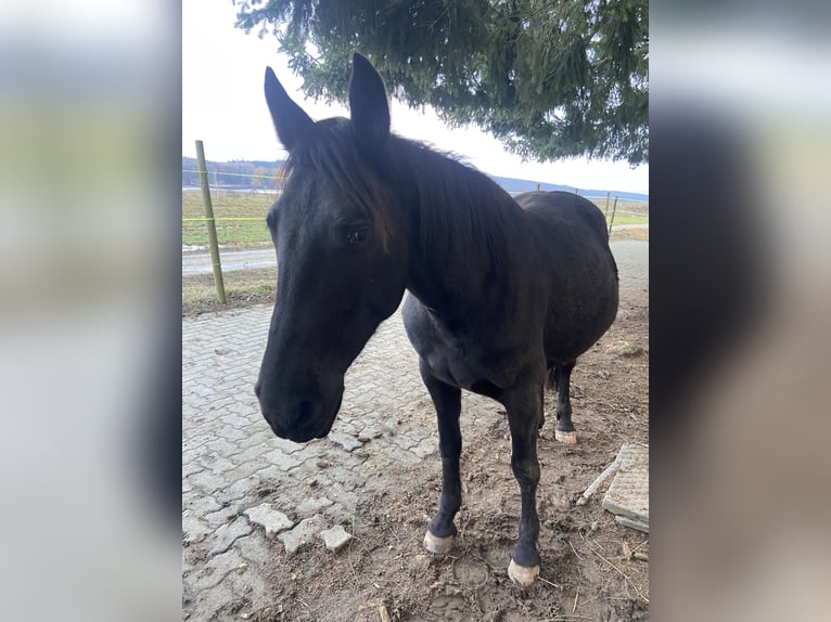 Plus de poneys/petits chevaux Croisé Jument 4 Ans 146 cm Noir in Wörth am Main