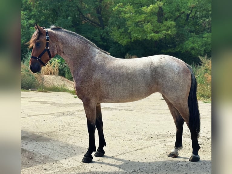 Plus de poneys/petits chevaux Jument 4 Ans 147 cm Rouan Rouge in Mezőkovácsháza