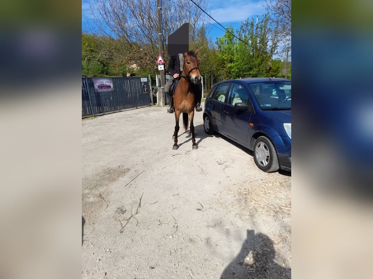 Plus de poneys/petits chevaux Jument 4 Ans 150 cm Bai in Bad Saulgau