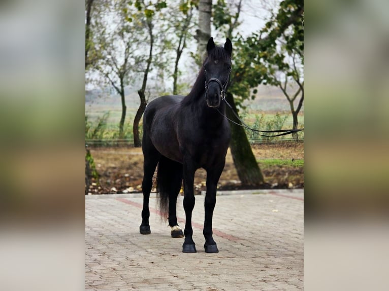Plus de poneys/petits chevaux Jument 4 Ans 150 cm Noir in B&#xE9;k&#xE9;scsaba
