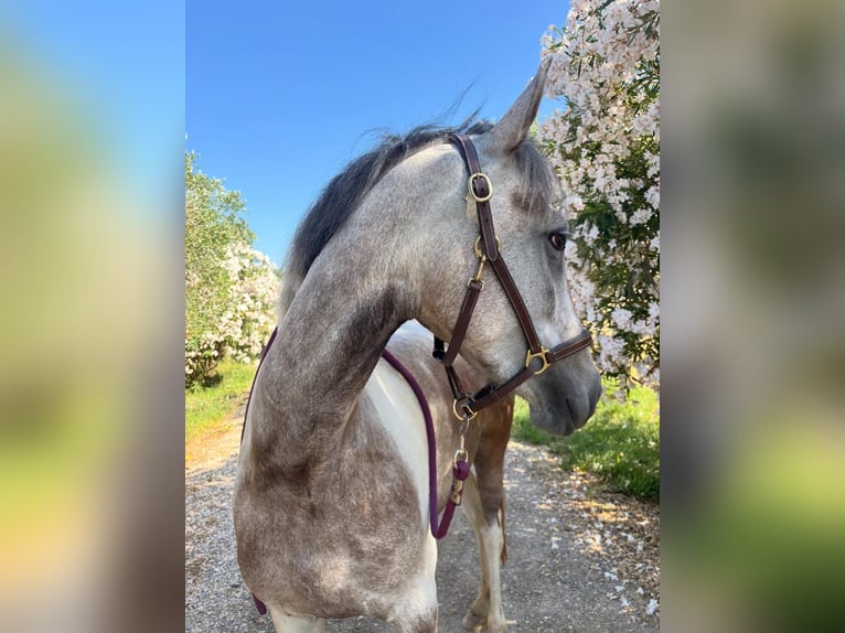 Plus de poneys/petits chevaux Croisé Jument 4 Ans 150 cm Peut devenir gris in Saint-Laurent-de-la-Salanque