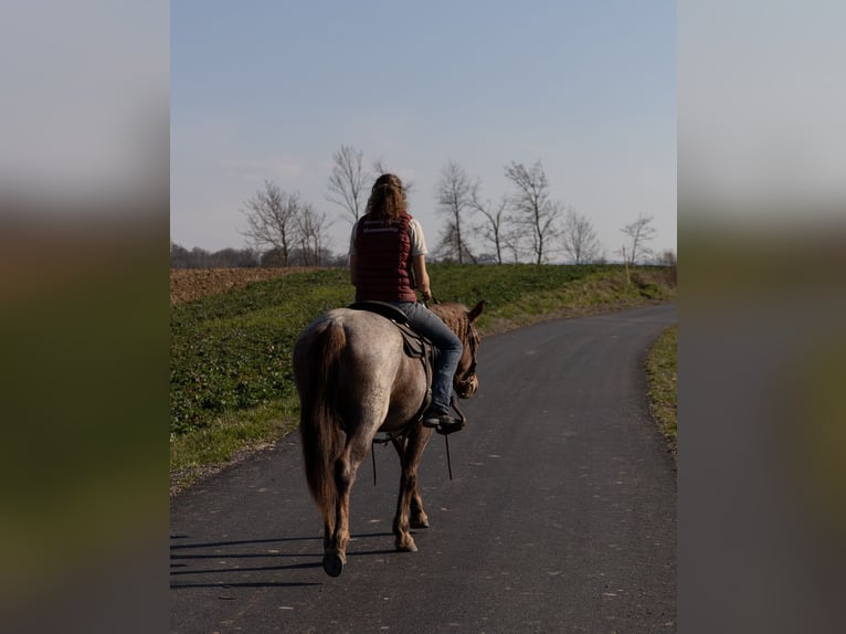 Plus de poneys/petits chevaux Jument 4 Ans 150 cm Rouan Rouge in Kappelen
