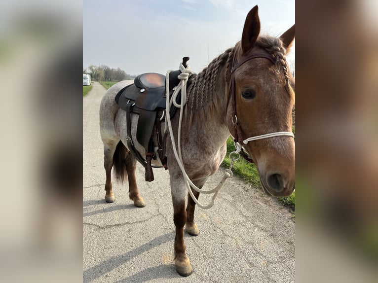 Plus de poneys/petits chevaux Jument 4 Ans 150 cm Rouan Rouge in Kappelen
