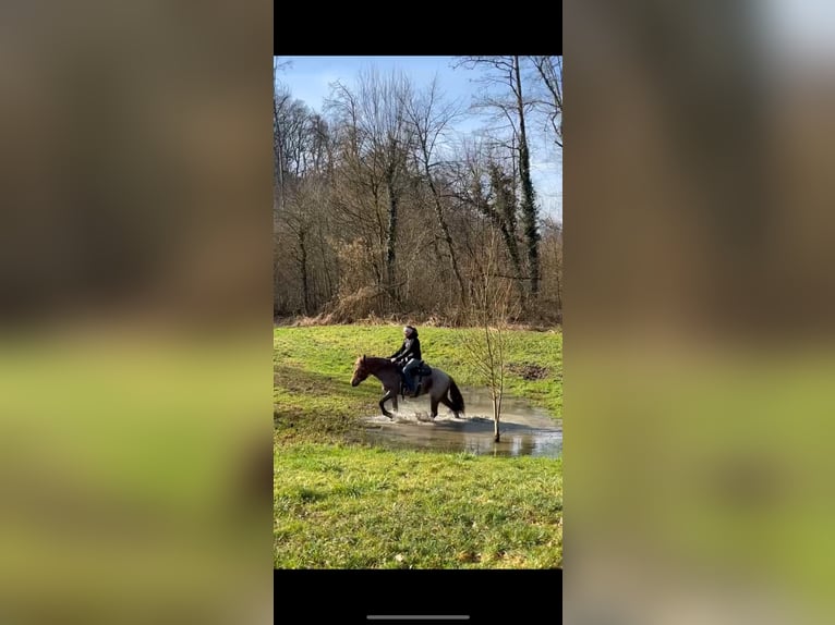 Plus de poneys/petits chevaux Jument 4 Ans 150 cm Rouan Rouge in Kappelen