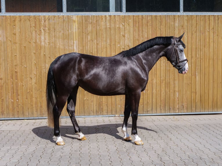 Plus de poneys/petits chevaux Jument 4 Ans 151 cm Gris noir in Ankum
