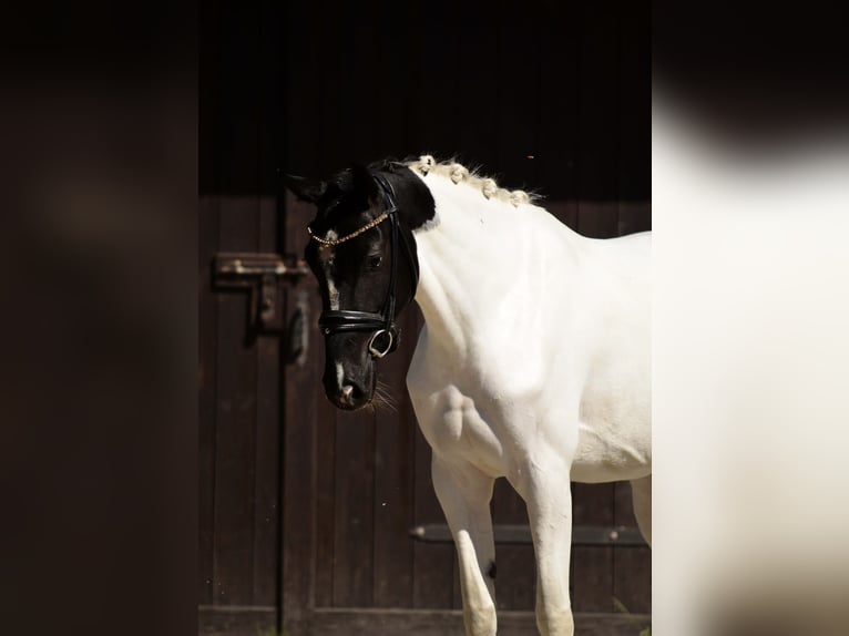 Plus de poneys/petits chevaux Jument 4 Ans 153 cm Pinto in Poznań