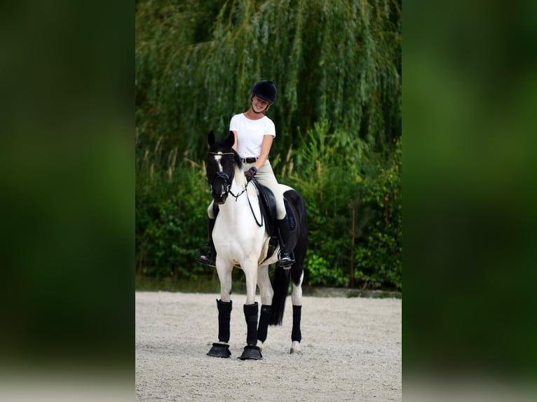 Plus de poneys/petits chevaux Jument 4 Ans 153 cm Pinto in Poznań