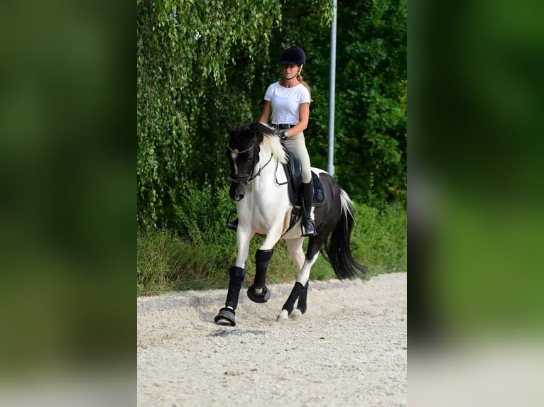 Plus de poneys/petits chevaux Jument 4 Ans 153 cm Pinto in Poznań