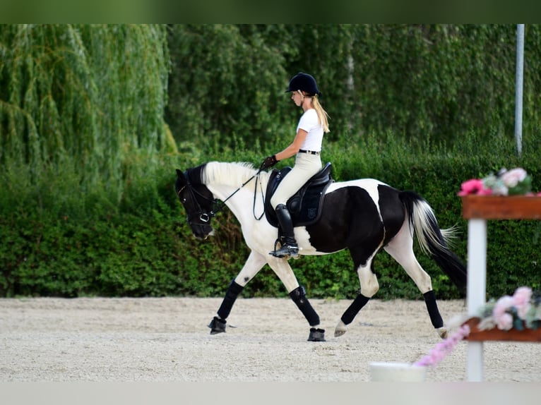 Plus de poneys/petits chevaux Jument 4 Ans 153 cm Pinto in Poznań