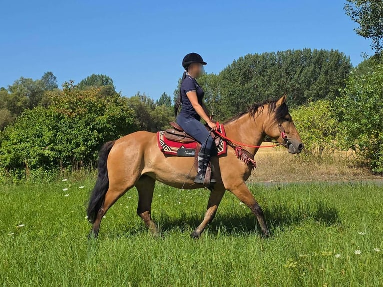 Plus de poneys/petits chevaux Jument 4 Ans 154 cm Isabelle in Linkenbach