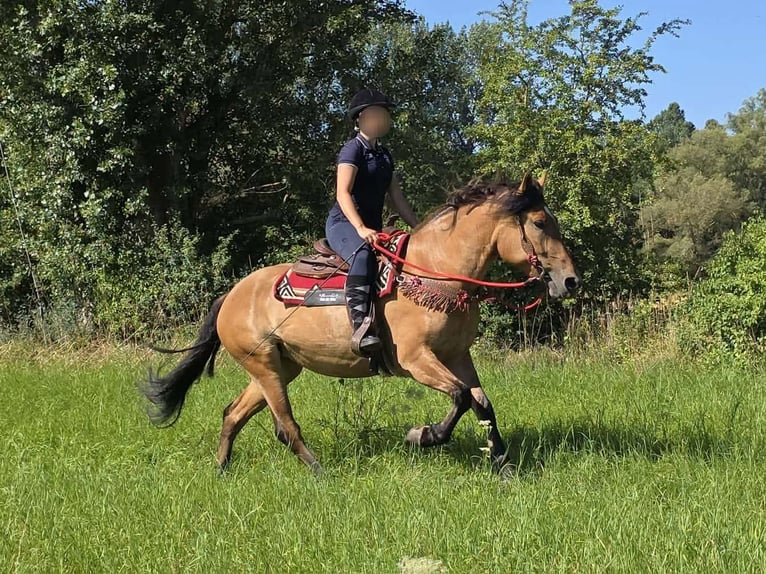 Plus de poneys/petits chevaux Jument 4 Ans 154 cm Isabelle in Linkenbach