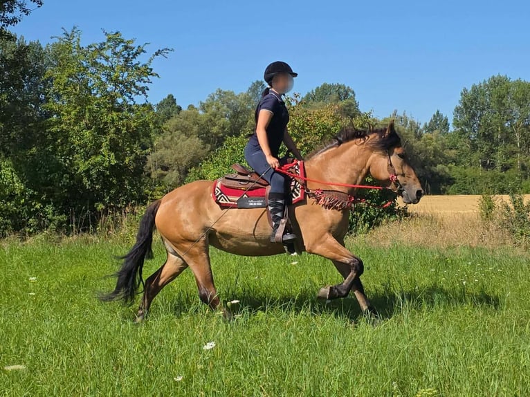 Plus de poneys/petits chevaux Jument 4 Ans 154 cm Isabelle in Linkenbach